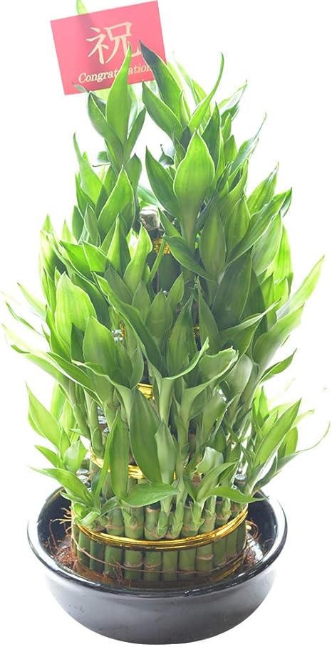 Amazon Co Jp 相武ガーデン 観葉植物 ミリオンバンブー 開運竹 サンテリア 5段 陶器鉢入り 贈り物 プレゼント 還暦 敬老の日 ホーム キッチン