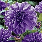 Blue Boy Semi-Dinnerplate Dahlia - 2 Bulb Clumps - #1 Size
