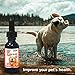 Hemp Oil for Dogs (Bacon)