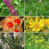 Medicinal Herb Garden Seed Collection #1 - A 6