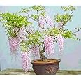Rare Pink Wisteria Bonsai Tree Seeds, 5 Seeds - Highly Prized Flowering Bonsai - Japanese Wisteria Floribunda