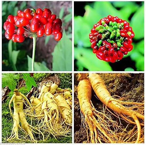 50pcs Panax Ginseng Seeds Asian Wild Planting Chinese Medicine Herbal Seed
