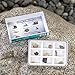 Educational Insights Fossil Collection, Ages 8 and up, (9 Pieces with Storage Tray)