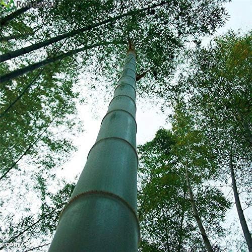 ScoutSeed 2000 Seeds: 100/200/1000/5000+ Moso Bamboo Seeds Phyllostachys Pubescens Giant Plant Rare