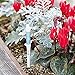 Sustee Aquameter, White, Small - Plant Soil Moisture Sensor - Best for Potted Plants - Refillable Style