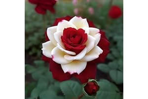 DouxiE 20pcs Rare Twin Red White Rose Flower Seeds for Planting - Captivating Garden Blooms Non GMO Heirloom Garden - Planting Instructions for Easy Grow - Great Gardening Gifts
