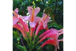 YOKEBOM Fragrant Pink Cape Honeysuckle Bush Climbing, Honeysuckle Plant Live Vine, Fragrant Lonicera Perennial Honeysuckle Plants Bushes Shrubs in 4 Inch Pot