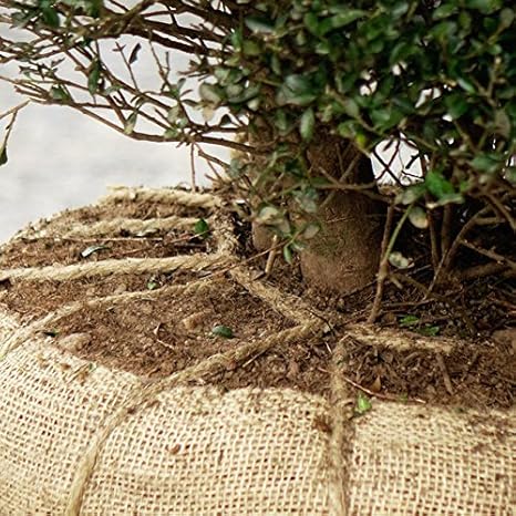 Amazon 特大 キンメツゲ ラビット君 うさぎ型トピアリー 特大苗 シンボルツリー 低木 庭木 常緑樹 西濃運輸お届け 北海道 沖縄 離島不可 植木