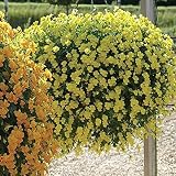 DIVCHI 12 Inch Indoor Outdoor Hanging Basket Set of 4 view 8