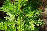 1000 Artemisia annua Seeds,Sweet Wormwood, Sweet