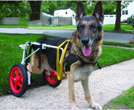 silla de ruedas para perros amazon