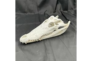 CLLOEAT Taxidermy Real Alligator Skull Animals Skulls, Real Bones Specimen, Taxidermy Supplies for Science Education, Special Gift, DIY Home&Office Decor (12-14 inches)