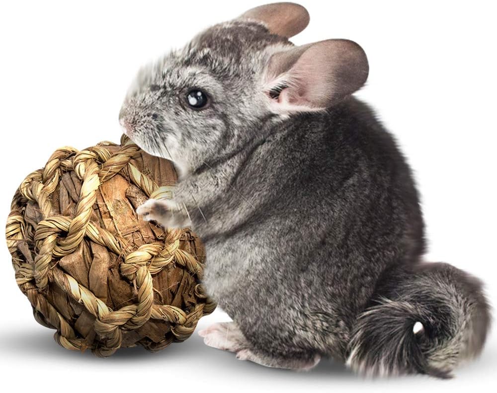 pet chinchilla price