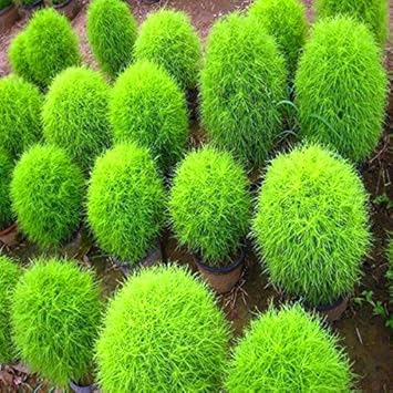 Gate Garden Kochia Bush Flower Desi Seeds Summer Variety Special for Home and Balcony Gardening (Green)