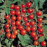0.3g (Approx.100) Cherry Tomato Seeds "Red Cherry" Ideal for Home Gardens and the Hanging Planters