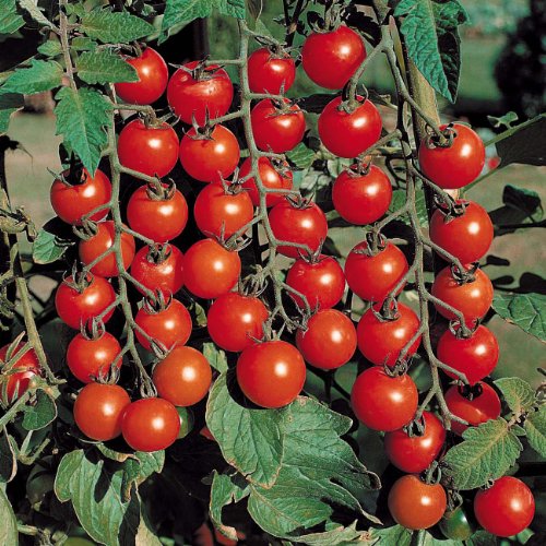 0.3g (Approx.100) Cherry Tomato Seeds "Red Cherry" Ideal for Home Gardens and the Hanging Planters