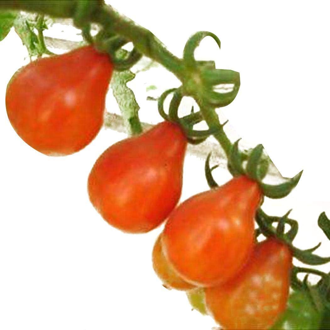 cioler 50pcs/ bag Mixed Cherry Tomato Seeds Delicious Garden Fruit Vegetables Flowers