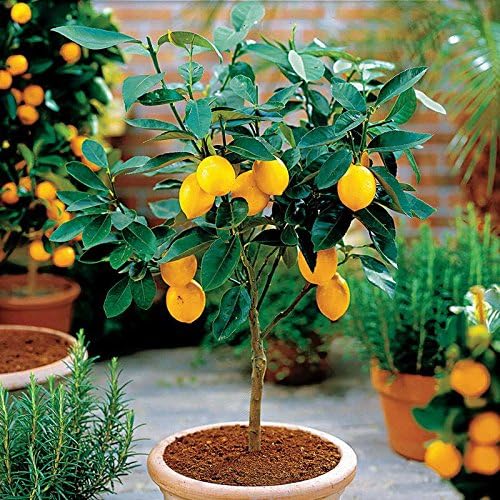 Hot Selling!!! 50 Seeds Dwarf Lemon Tree Seeds---Natural Perfume Indoor, DIY Home Garden Bonsai, fragrant
