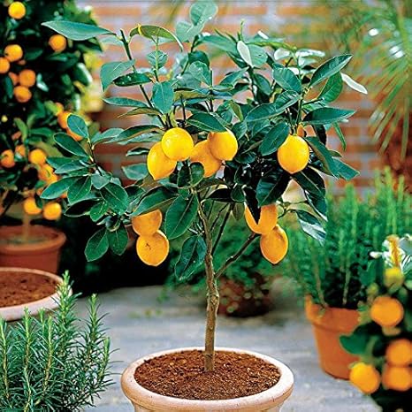 lemon tree perfume