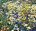 California Native Mixed Wildflowers - 13 Choice Varieties of California Natives .5 Oz.