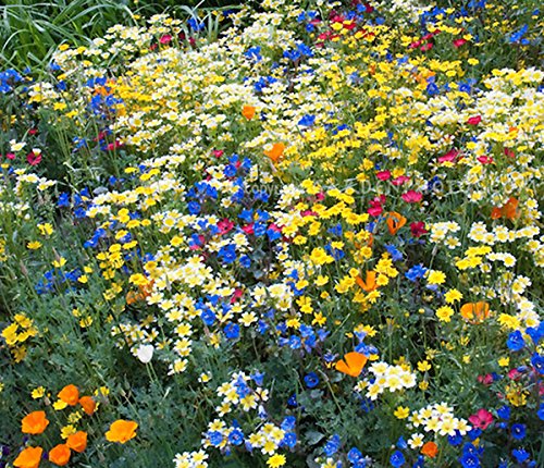 California Native Mixed Wildflowers - 13 Choice Varieties of California Natives .5 Oz.