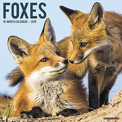 Foxes 2019 Wall Calendar