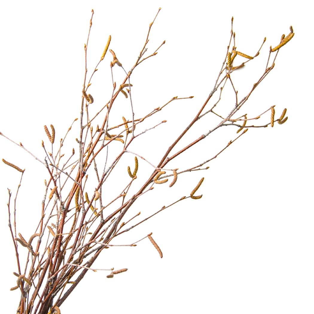 Buy COSYOO 12PCS Dry Branch Natural Birch Vase Branch Dried Stem