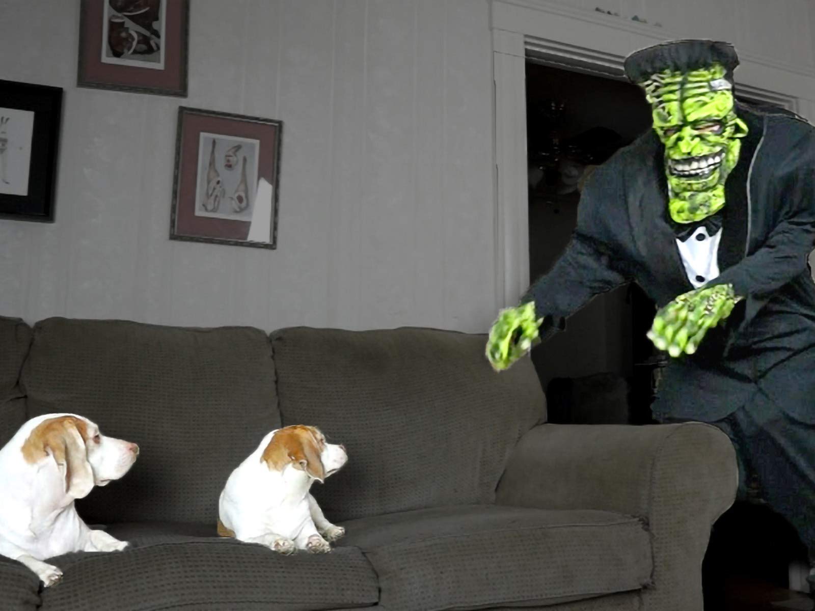 Watch Maymo The Dog vs. Zombies Prime Video