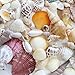 Fantastic Set of 90 Assorted Natural Sea Shells Beach Ocean