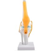 Human Knee Joint Model, 1:1 Scientific Life Size Anatomy Model with Ligaments, Anatomical Teaching Tool for Patient Education and Study