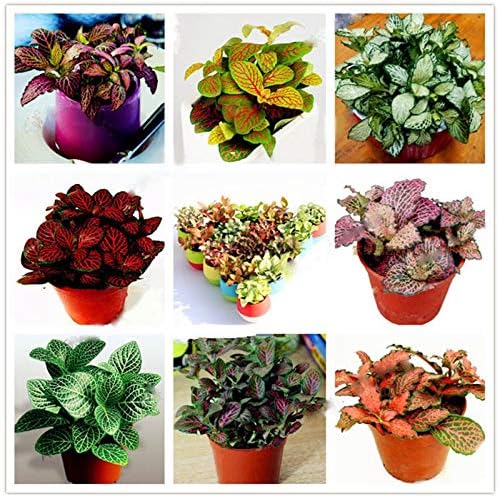 WANCHEN 100pcs Fittonia/Reticulate Grass Bonsai Perennial Evergreen Plant Popular Indoor Decoration Potted (Seeds not Plants)