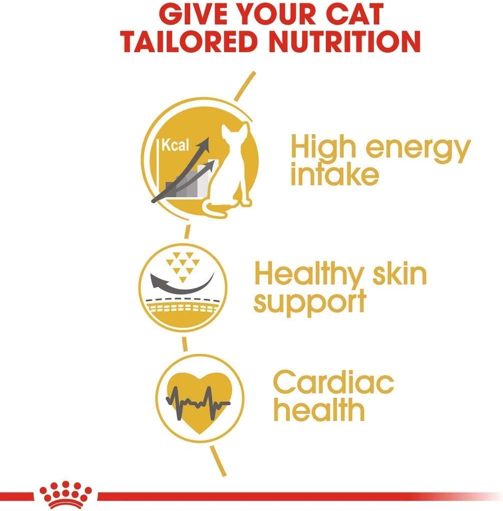 royal canin sphynx amazon