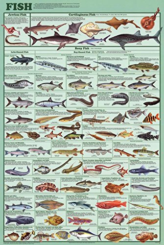 Laminated Educational Fish Chart Poster Laminated Poster 24 x 36in