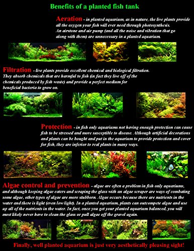 Aquatic Discounts 2 Large Water Lettuce - Live Floating Plant for Your Aquarium or Pond
