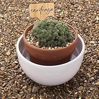 HIRALIY 60 Piezas Etiquetas de Plantas de bambú (6 x 10 cm) con ...