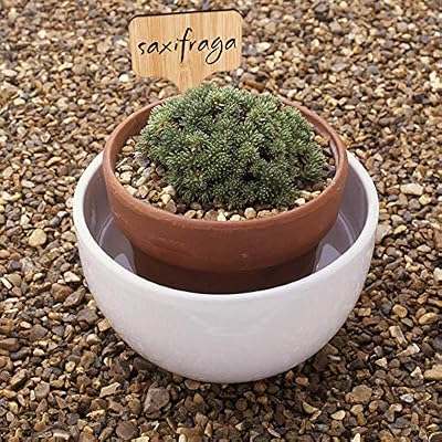 HIRALIY 60 Piezas Etiquetas de Plantas de bambú (6 x 10 cm) con ...