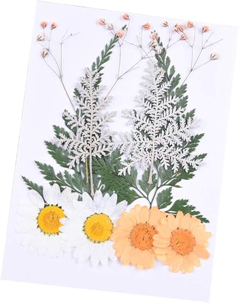 ypypiaol 1 Hoja 10 Unids Flores Secas Naturales Muestra De La Planta