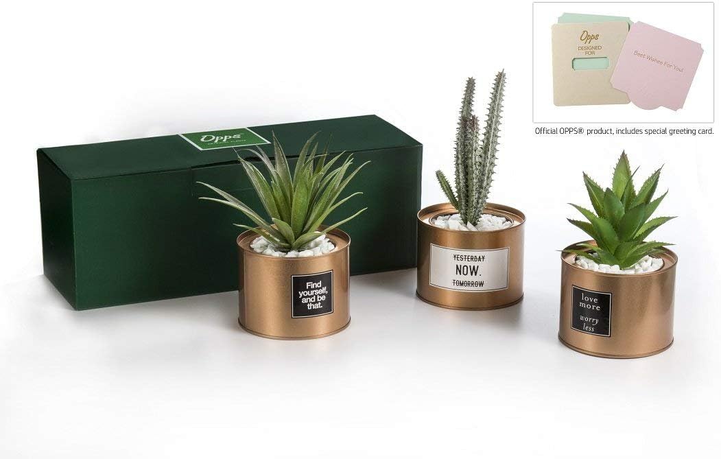 Opps Mini Artificial Plants Plastic Green Grass Cactus with Special Golden Can Pot Design for Home Décor – Set of 3 -
