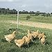 Premier PoultryNet Electric Fence, 48