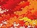 Furoshiki Wrapping Cloth Maple Leaves in Autumn Motif Japanese Fabric 50cm
