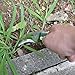 Nisaku NJP1800 Kusanukigama Saw Tooth Mini Sickle, Japanese Stainless Steel 4.25-Inch Blade, 5-Inch Ergonomic Green Plastic Handle