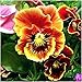 Package of 600 Seeds, Rococo Mixed Pansy (Viola germania) Open Pollinated Seeds by Seed Needs