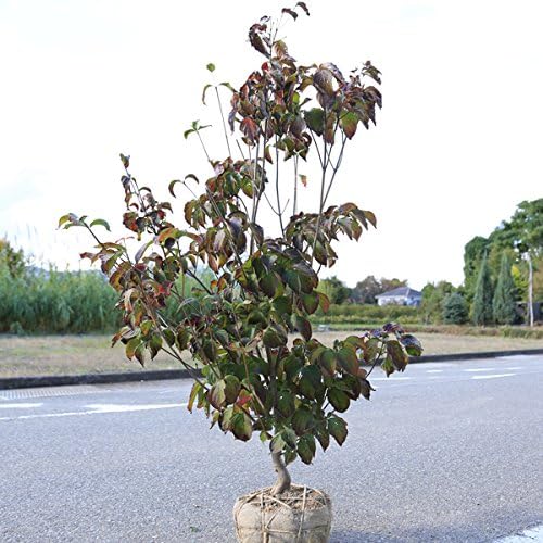 Amazon Co Jp めずらしい大株 庭木 源平ヤマボウシ ホーム キッチン