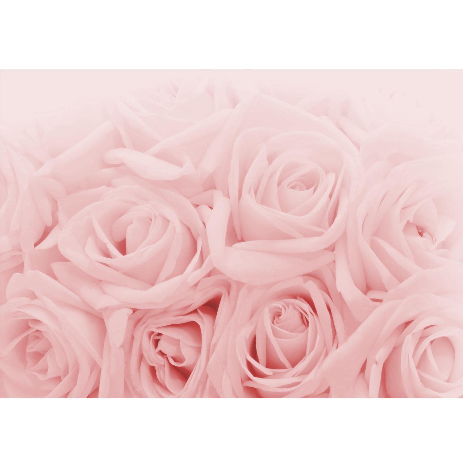 Runa Art Photo Wallpaper Flowers Roses 352 x 250 cm Non-Woven Wall Art XXL Moderne Living Room Bedroom Pink 9258011a