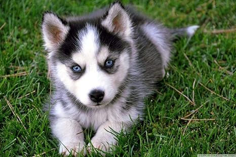 Amazon Co Jp ナンバーキットによるdiy5dダイヤモンド絵画フルラウンドドリルラインストーン写真家の壁の装飾のためのアートクラフトかわいい ハスキーの子犬40x50cm ホーム キッチン