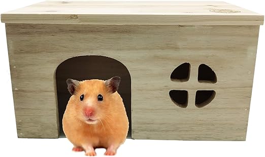 home hamster