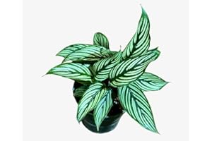 GENERIC PLANTVERS Live Calathea Plant – Low-Maintenance Indoor Houseplant | Low-Light & Easy-Care Pet-Friendly Plant | Air-Purifying Tropical Houseplant (Calathea Vitatta, 4" Nursery Pot)