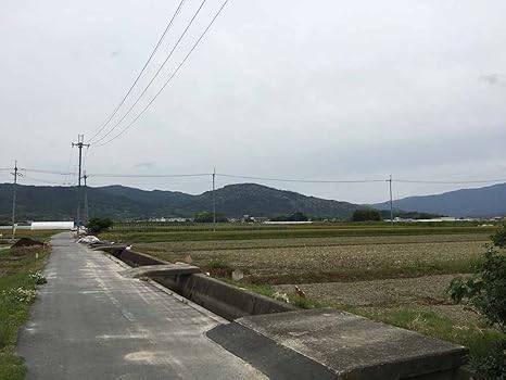 Amazon 伝統の大和野菜 奈良県天理市産grexの里芋 味間芋 ３ｋｇ Grex 里芋 通販