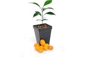 GERALD WINTERS AND SON Kumquat Tree Starter Plant. Fortunella Margarita. 3" - 5"