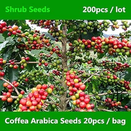 Shopmeeko ^^ Sehr beliebt Cash Crop Coffea Arabica ^^^^ 200pcs, Kaffee Kirschbaum ImmergrÃ¼ner Strauch ^^^^